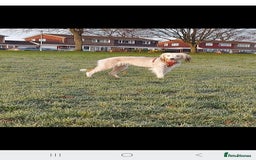 Mixed Breed dogs for sale: Saluki x - Image 1