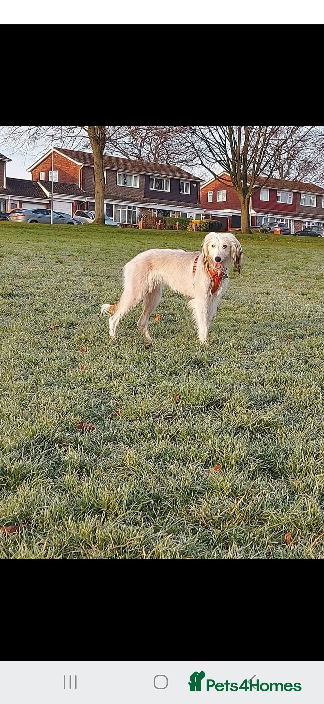 Mixed Breed dogs for sale: Saluki x - Image 1