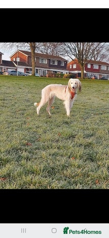 Mixed Breed dogs - Advert 6