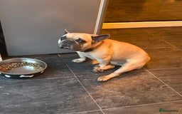 French Bulldog dogs for sale: French bull dog  - Image 3