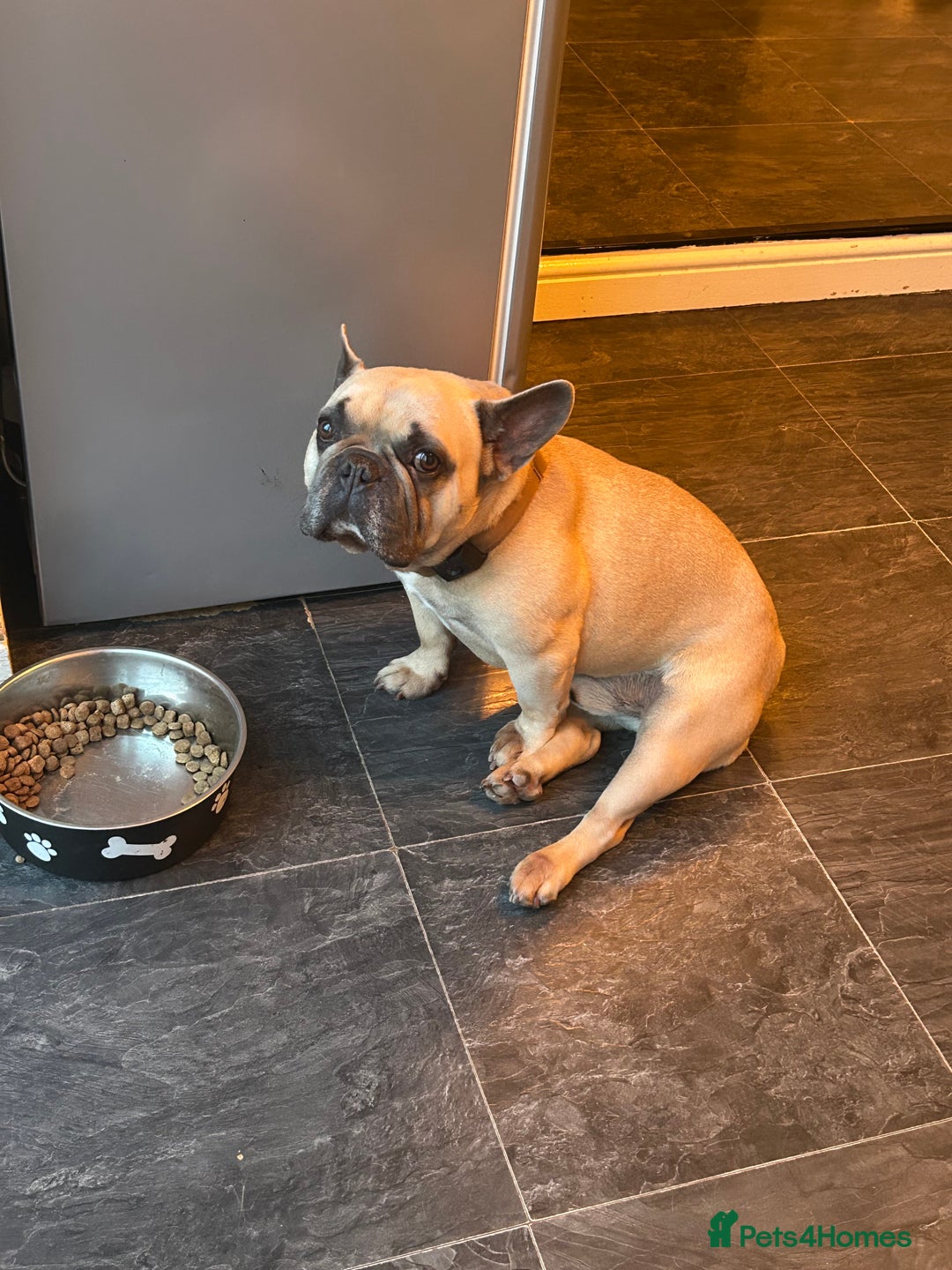 French Bulldog dogs for sale: French bull dog  - Image 3