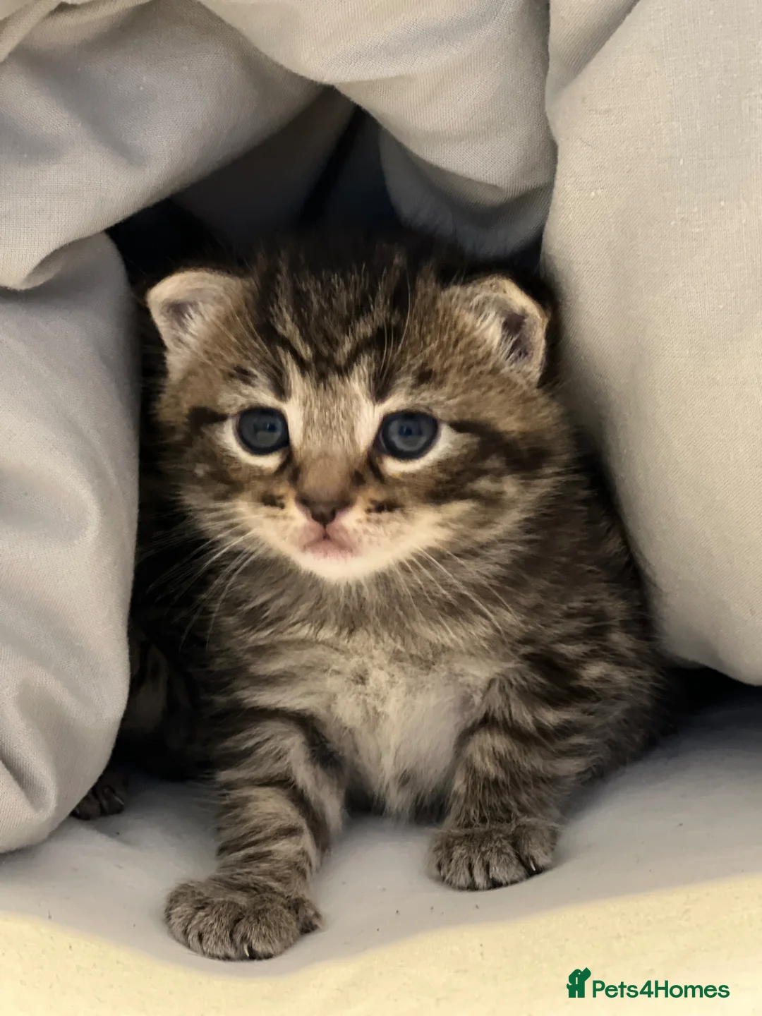 Mixed Breed cats for sale: Cats for sale🐈🐈‍⬛ - Advert 2