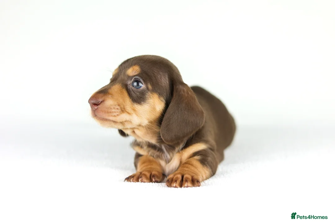 Miniature Dachshund dogs for sale: Miniature dachshund beautiful litter - Advert 39