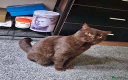 British Shorthair cats for stud: STUNNING CHOCOLATE BSH (GCCF) for stud - Image 2