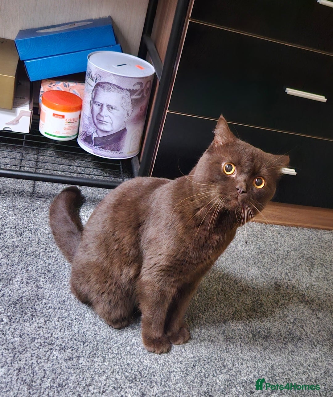 British Shorthair cats for stud: STUNNING CHOCOLATE BSH (GCCF) for stud - Image 2