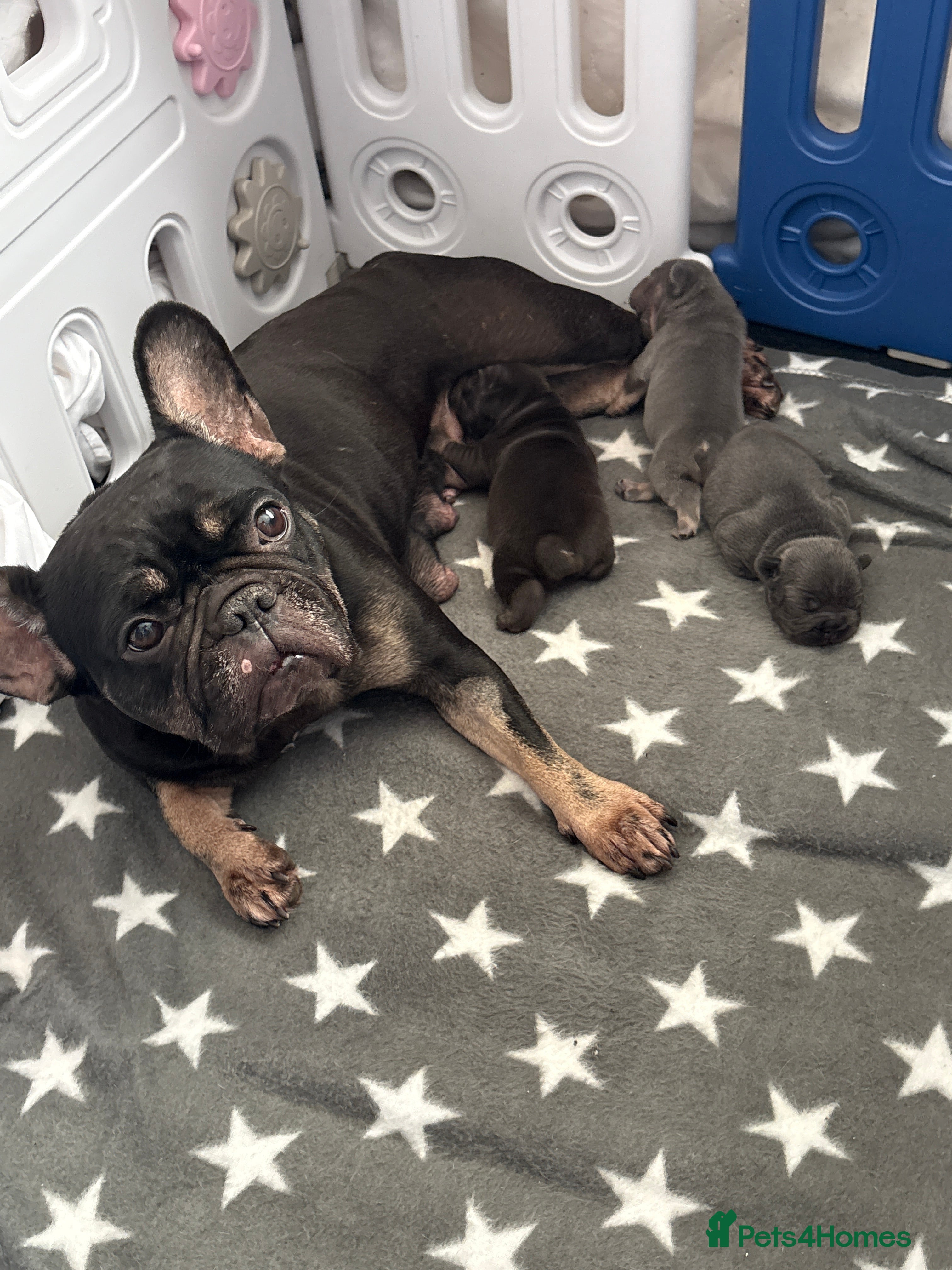 French Bulldog dogs ❤️💙💙French-bulldog puppies 💙💙❤️ - Advert 1