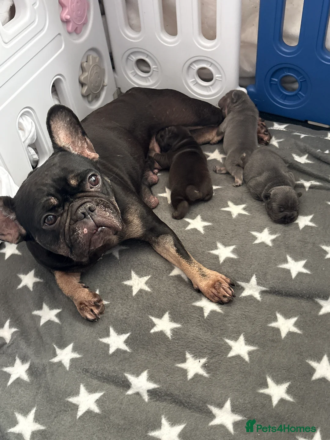 French Bulldog dogs for sale: ❤️💙💙French-bulldog puppies 💙💙❤️ - Advert 1