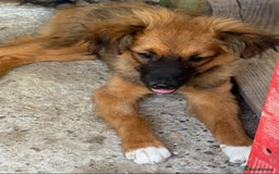 Mixed Breed dogs for adoption: Norris  - Image 3