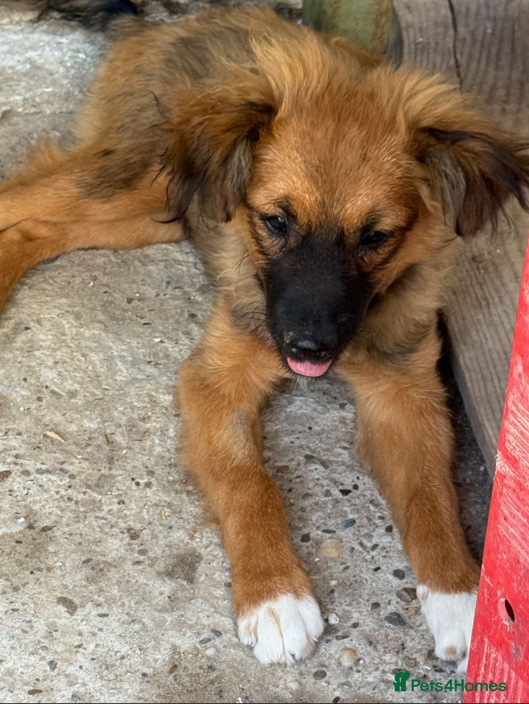 Mixed Breed dogs for adoption: Norris  - Image 3