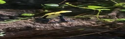 Frog reptiles for sale: 3 x Citronella Dart Frogs - Advert 9