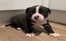 American Bull Staffy dogs for sale: Stunning litter of American bull x staffy puppys  - Advert 4