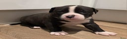 American Bull Staffy dogs for sale: Last one Girl Staffordshire waiting for new home - Advert 23