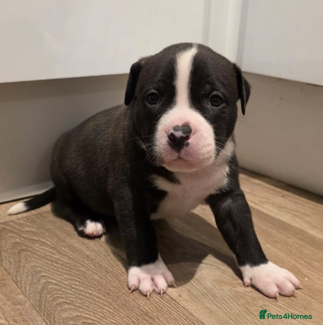 American Bull Staffy dogs for sale: Stunning litter of American bull x staffy puppys  - Advert 4