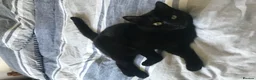 Mixed Breed cats for sale: Loons - Advert 1