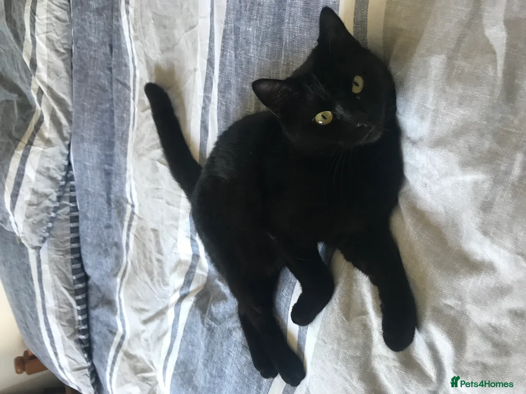 Mixed Breed cats for sale: Loons - Advert 1