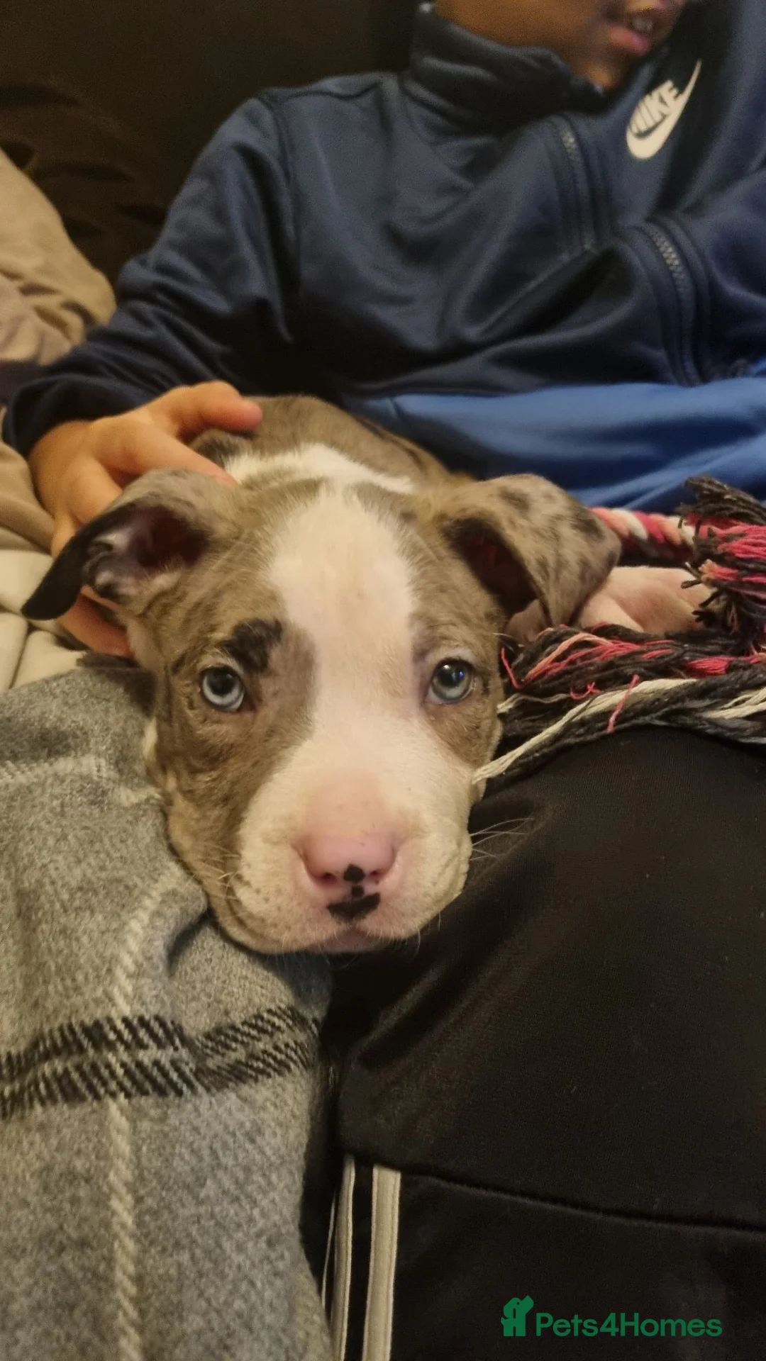 American Bulldog dogs for sale: Good home for ivy in Enfield - Advert 4