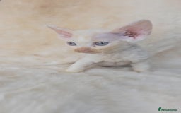 Devon Rex cats for sale: Devon Rex. 3 girls bominant blue eyes. All guts  - Image 30