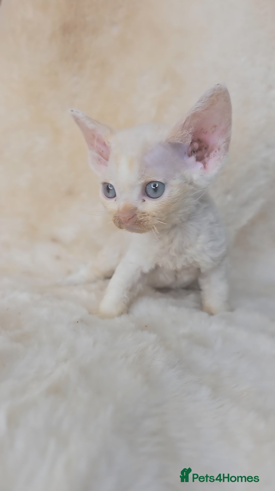 Devon Rex cats for sale: Devon Rex. 3 girls bominant blue eyes. All guts  - Image 30
