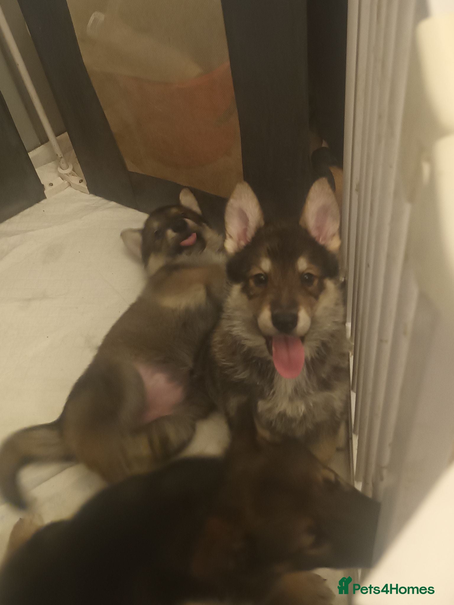 Mixed Breed dogs 2 female pups left wolfdog x german shepherd h - Advert 6