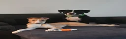 Mixed Breed dogs for sale: Greyhound cross whippet for adoption  - Advert 2