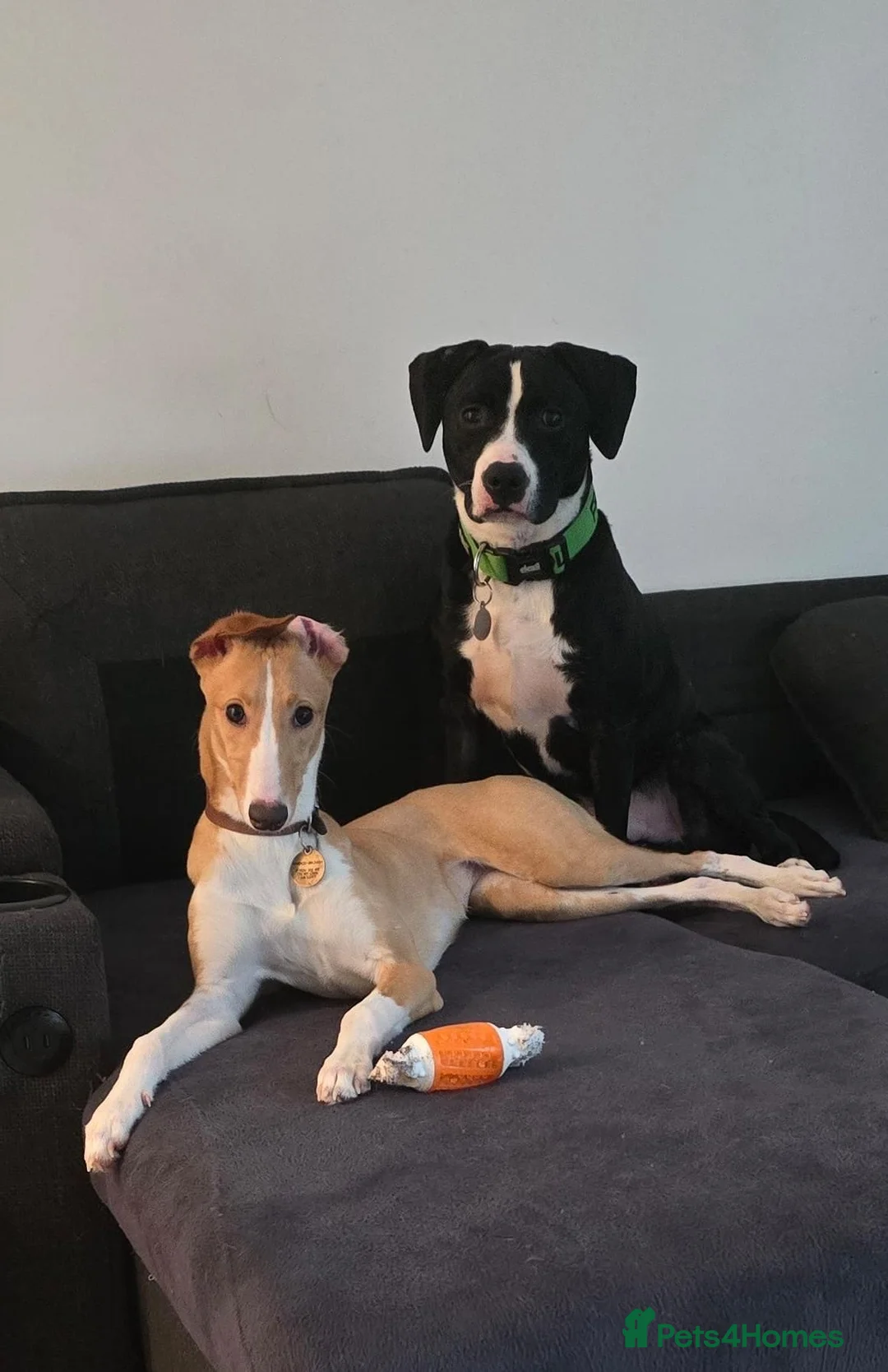 Mixed Breed dogs for sale: Greyhound cross whippet for adoption  - Advert 2