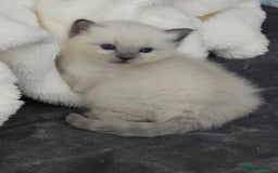 Ragdoll cats for sale: 💙 BLUEPOINT RAGDOLL BOY FOR SALE 💙 - Image 31