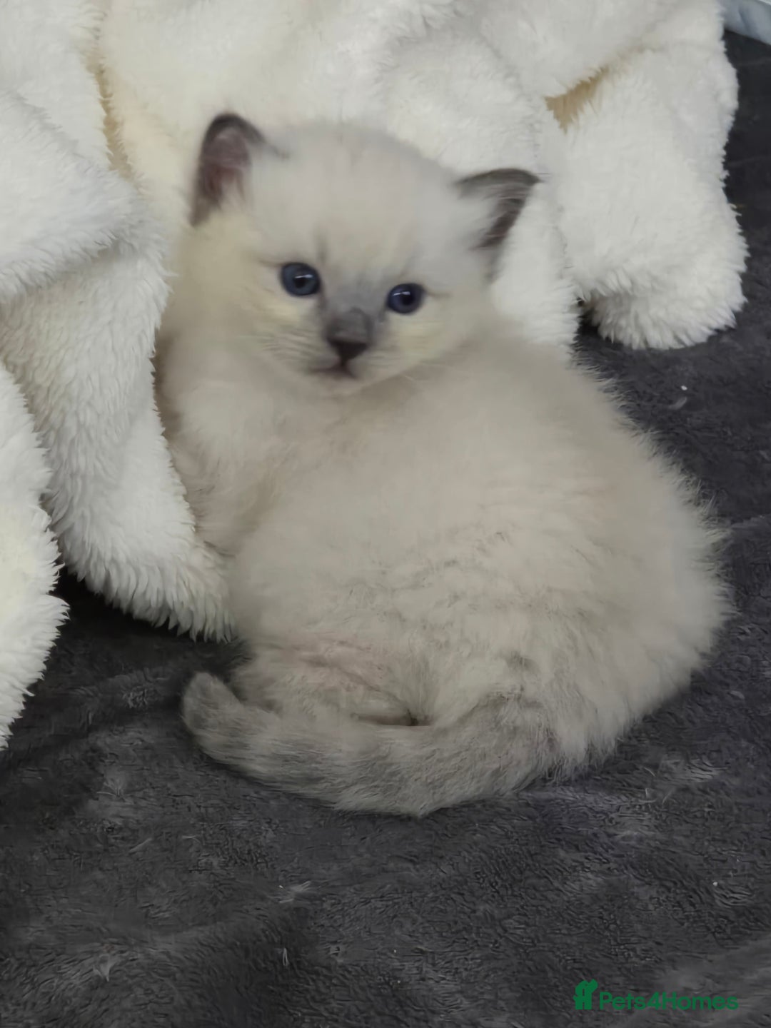 Ragdoll cats for sale: 💙 BLUEPOINT RAGDOLL BOY FOR SALE 💙 - Image 31