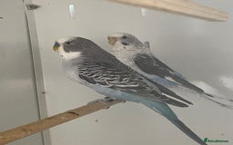 Mixed Breed birds for sale: Hand reared conures and avairy budgies  - Image 14