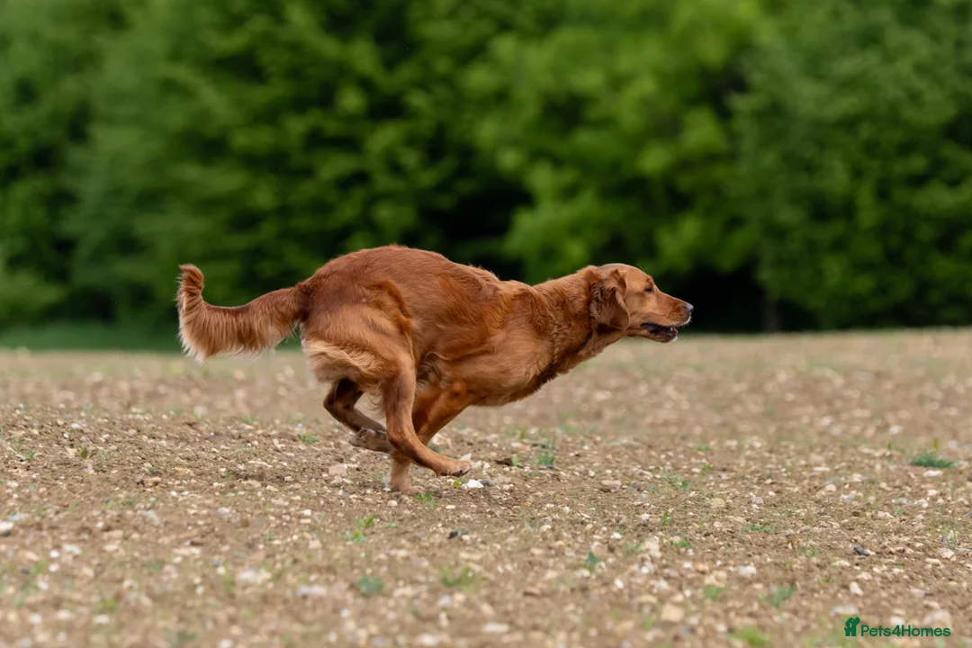 Golden Retriever dogs for sale: Unique, Stunning, Working Golden Retrievers.  - Advert 1