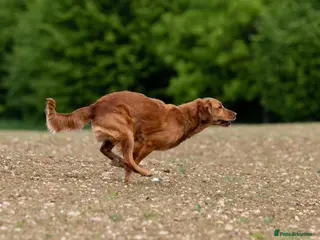 Golden Retriever dogs Unique, Stunning, Working Golden Retrievers. - Advert 1