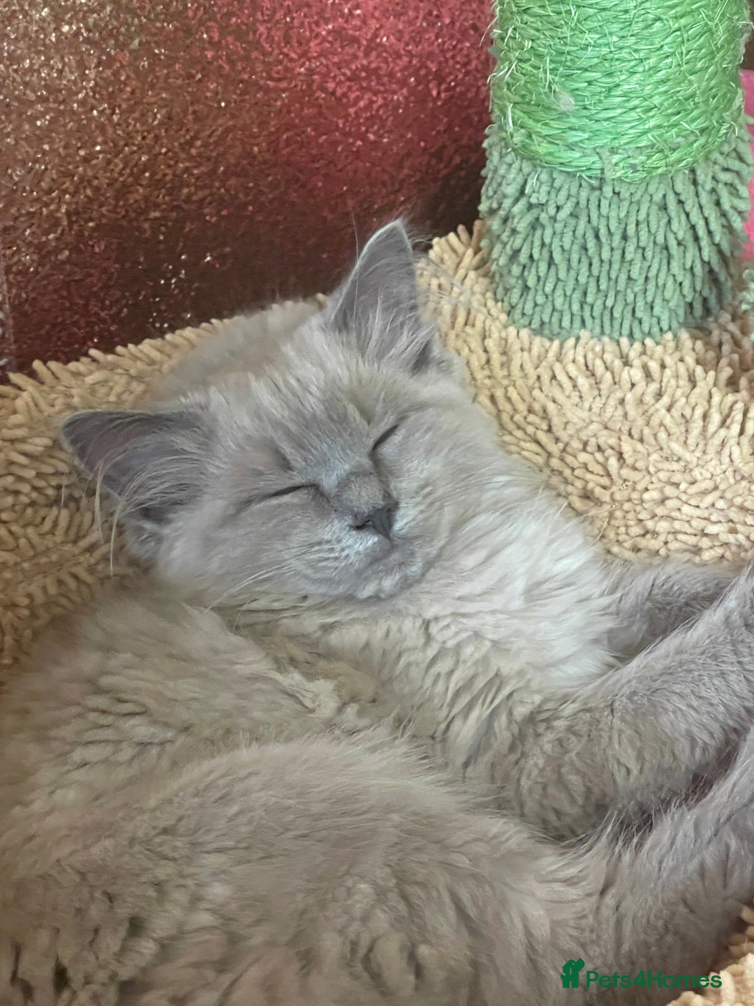 Ragdoll cats for sale: Rare mink female kitten  - Advert 4