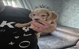 Cocker Spaniel dogs for sale: Cocker spaniel puppies - Image 4