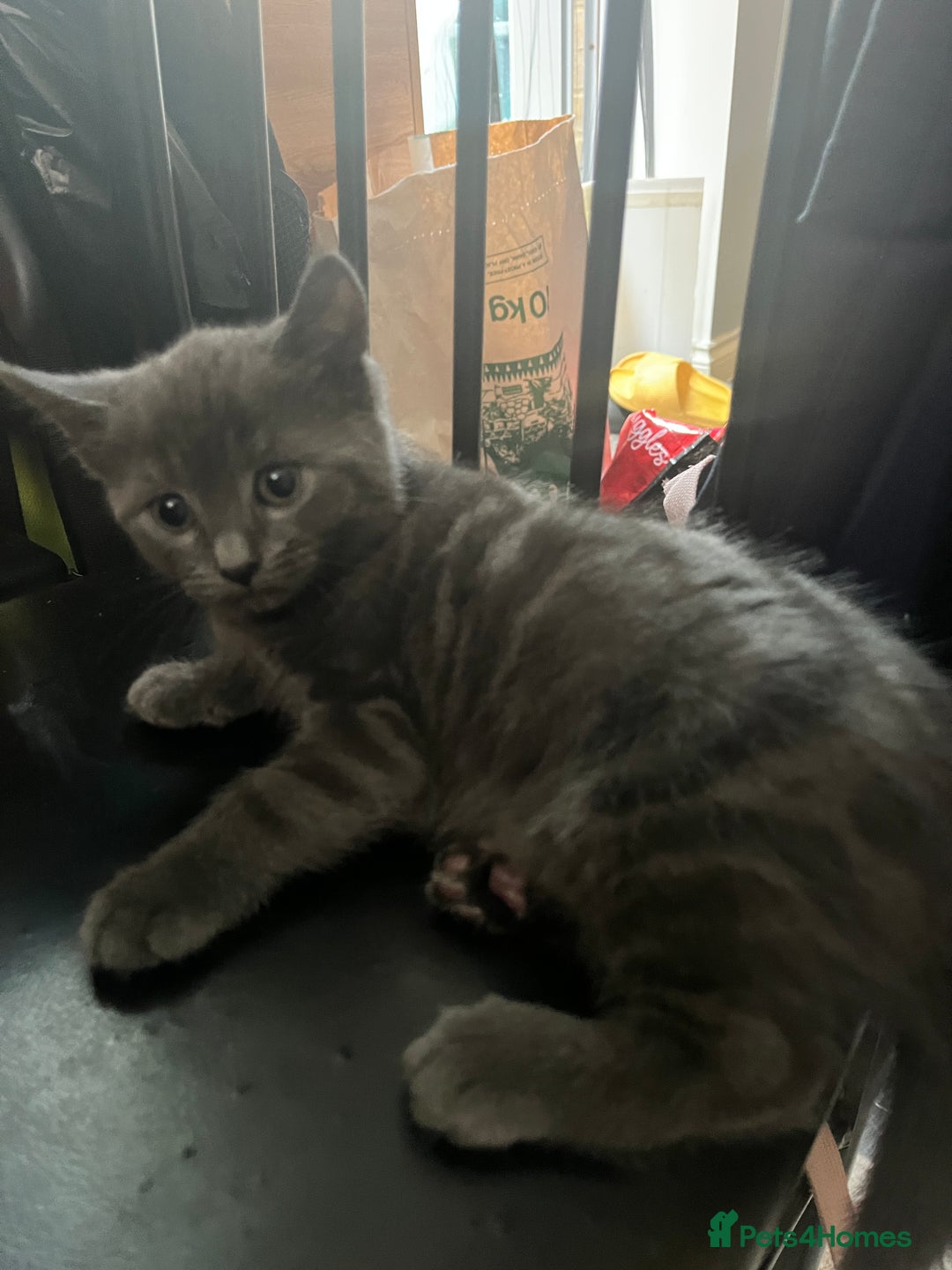British Shorthair cats for sale: Kitten - Image 1