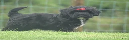 Cockapoo dogs for sale: Stunning Cockapoo Puppies  - Advert 7