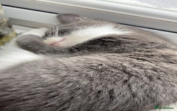 Mixed Breed cats for sale: 🐾 Kittens for Sale – 1 Boy & 1 Girl! 🐾 - Image 11
