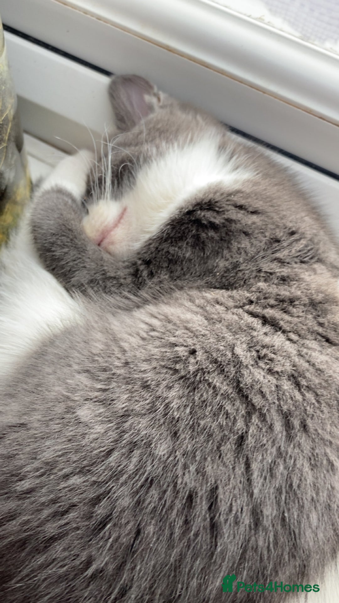 Mixed Breed cats for sale: 🐾 Kittens for Sale – 1 Boy & 1 Girl! 🐾 - Image 11