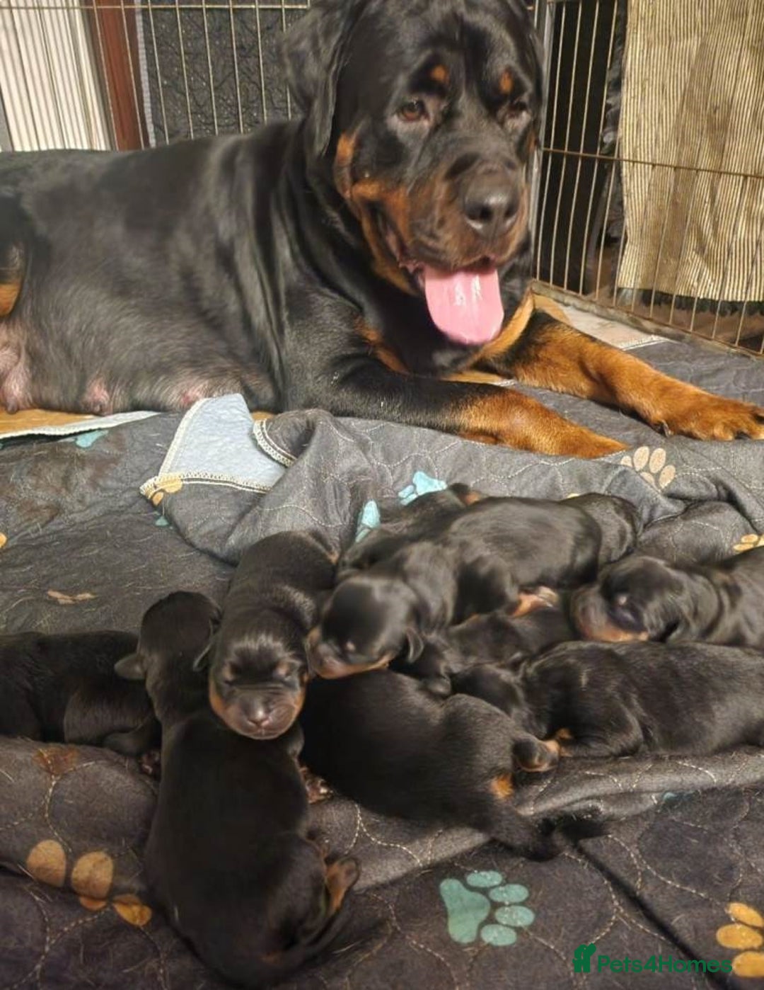 Rottweiler dogs for sale:  lovely chunky beautiful Rottweiler puppies - Advert 10