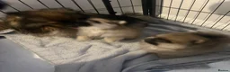 Pomeranian dogs for sale: KC Pomeranian teddy bears  - Advert 4