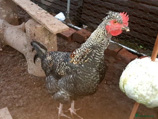 Chickens poultry Cockerels for free - Advert 14