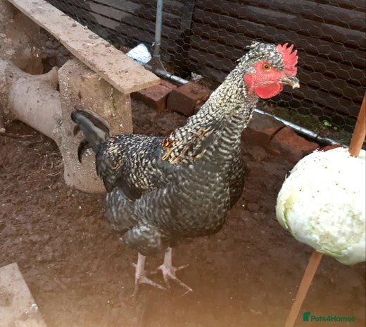 Chickens poultry Cockerels for free - Advert 6