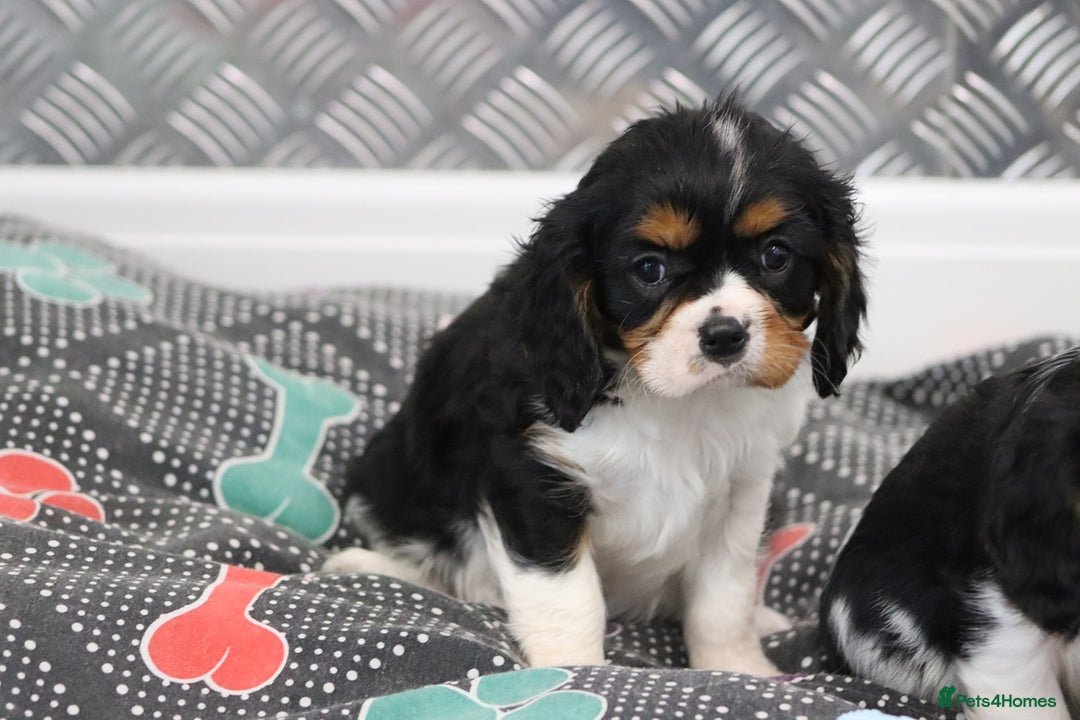 Cavalier King Charles Spaniel dogs for sale: Cavalier King Charles Puppies for sale - Advert 29
