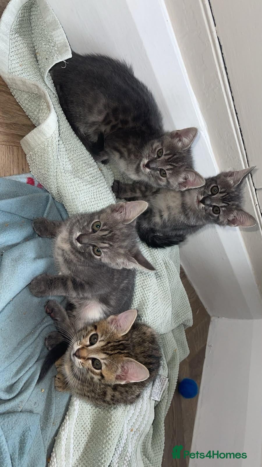 Savannah cats Savannah cross kittens. - Advert 4