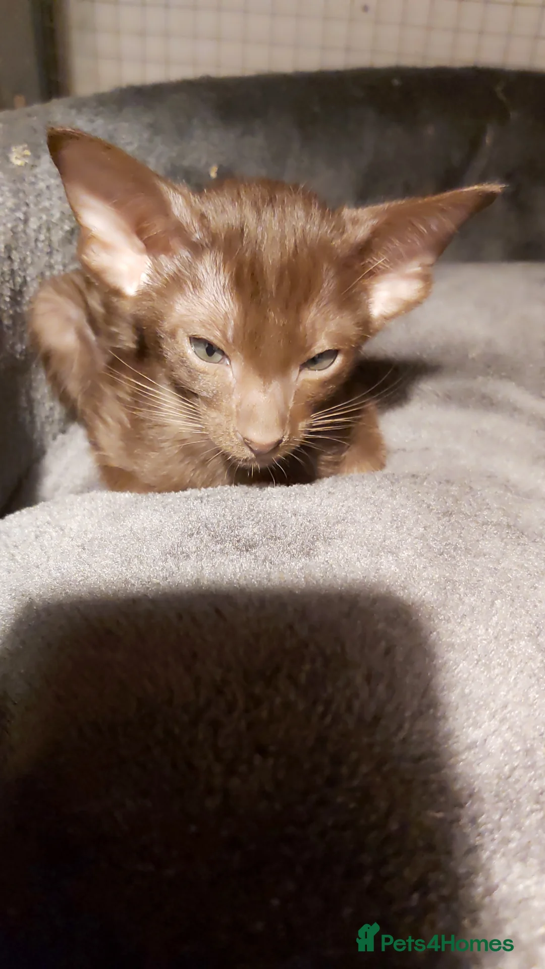 Oriental cats for sale: Full Pedigree Oriental 6 Kittens XL size ears GCCF - Advert 16