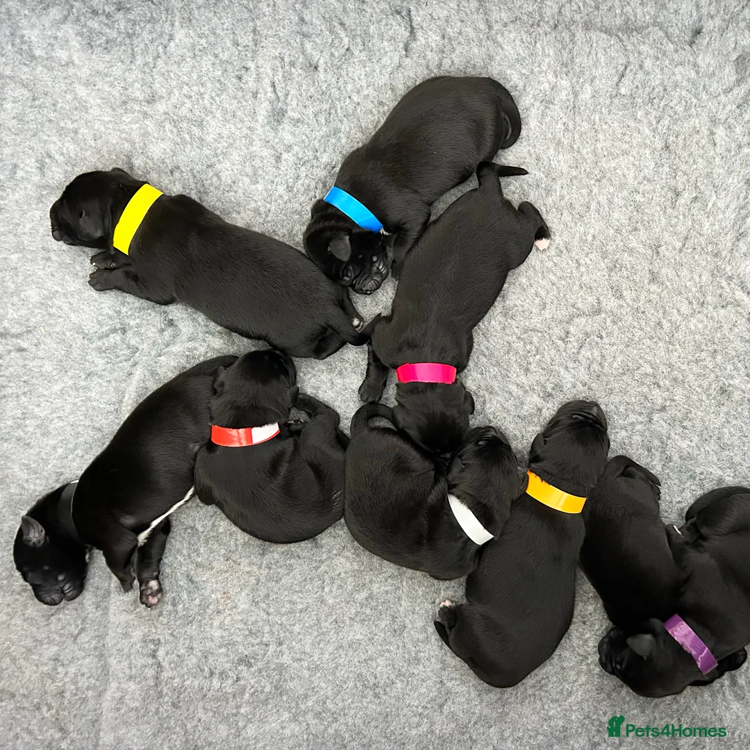 Borador dogs for sale: Borador Puppies - Fully Health Tested - Advert 14