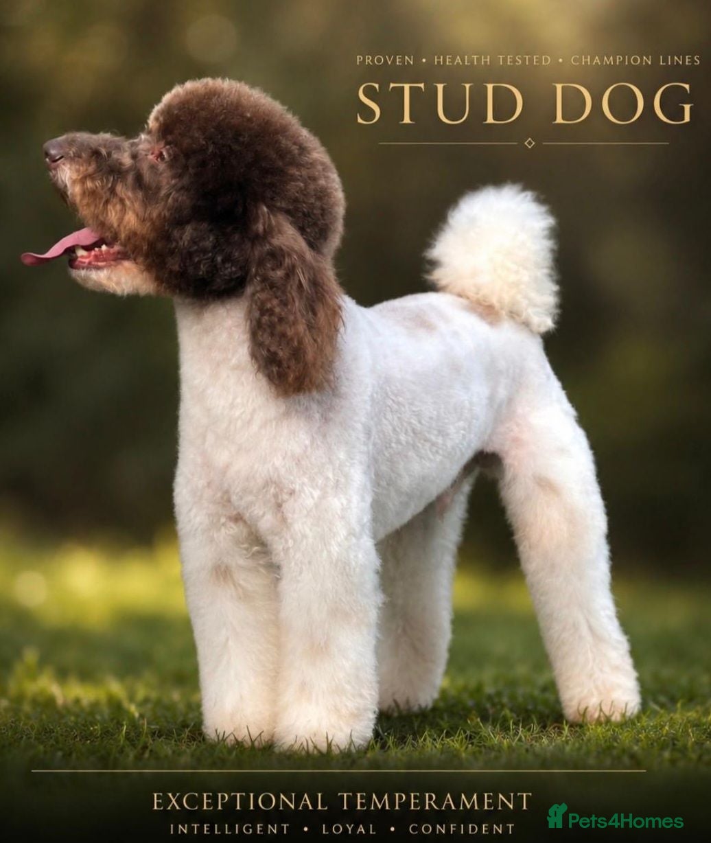 Miniature Poodle dogs KC Reg Miniature Parti Poodle - Advert 23