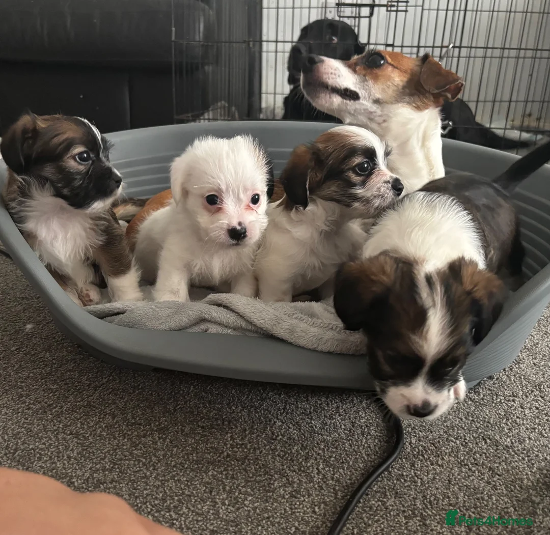 Mixed Breed dogs for sale: 4 gorgeous mini shih tzu x jack russels - Advert 1