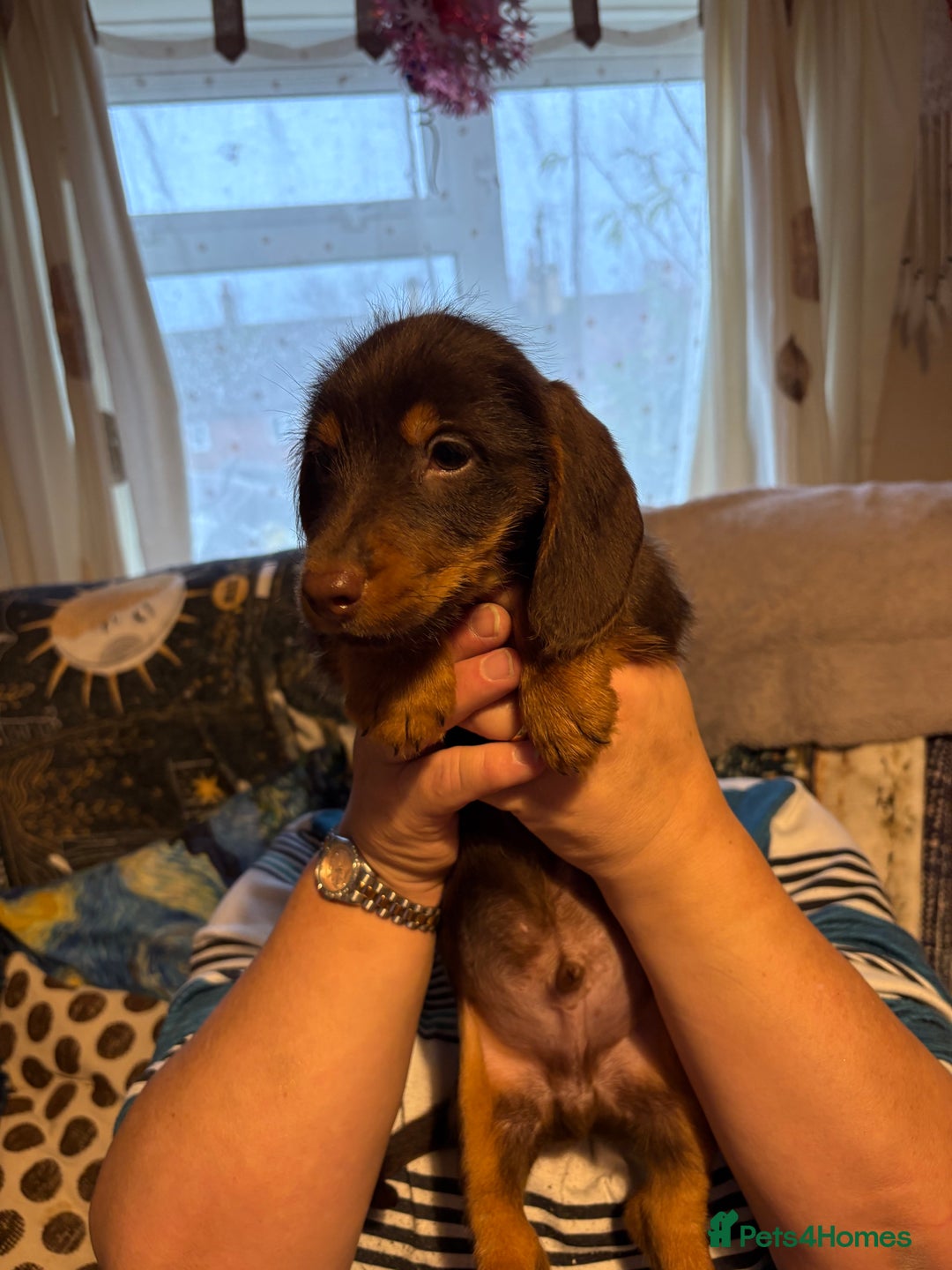 Mixed Breed dogs for sale: Beautiful Dorkie puppies Ready Now!! - Advert 4