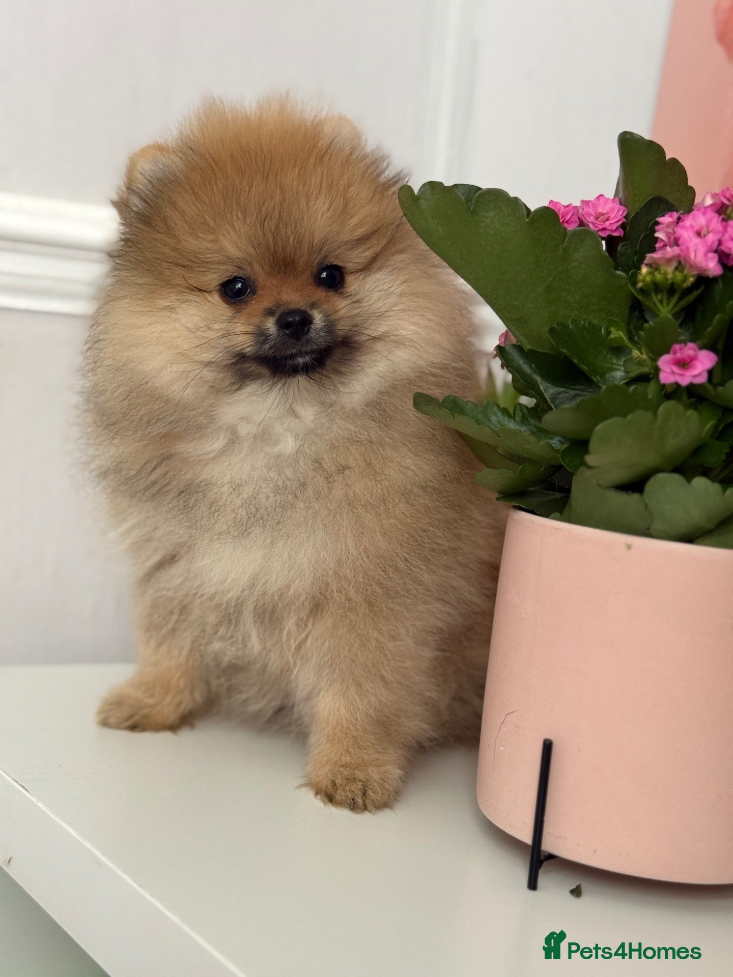 Pomeranian dogs for sale: ❤️ Exceptional KC Registered Pomeranian Puppies ❤️ - Advert 1