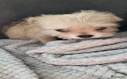 Mixed Breed dogs for sale: Jack russel cross pomeranian puppies  - Image 20