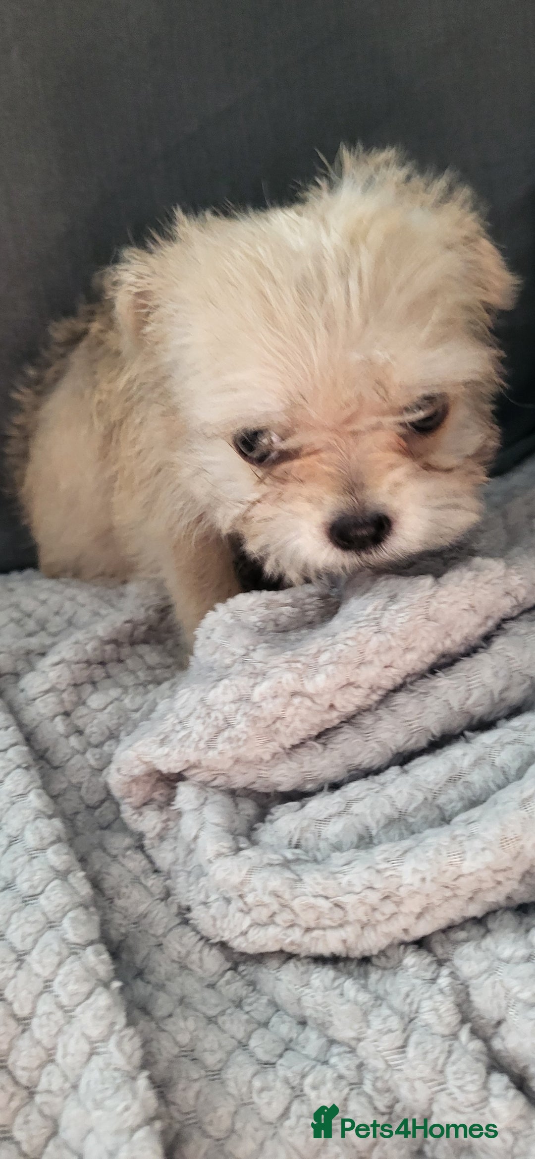 Mixed Breed dogs for sale: Jack russel cross pomeranian puppies  - Image 20